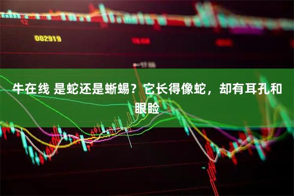 牛在线 是蛇还是蜥蜴？它长得像蛇，却有耳孔和眼睑
